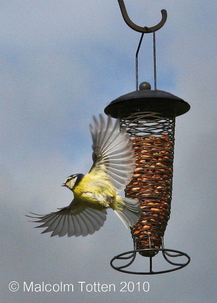 Acrobatic Bluetit.jpg